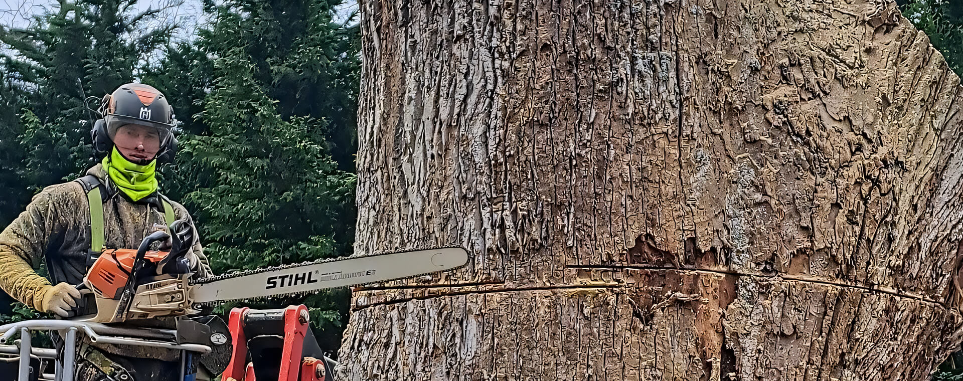Interested In Tree Removal?