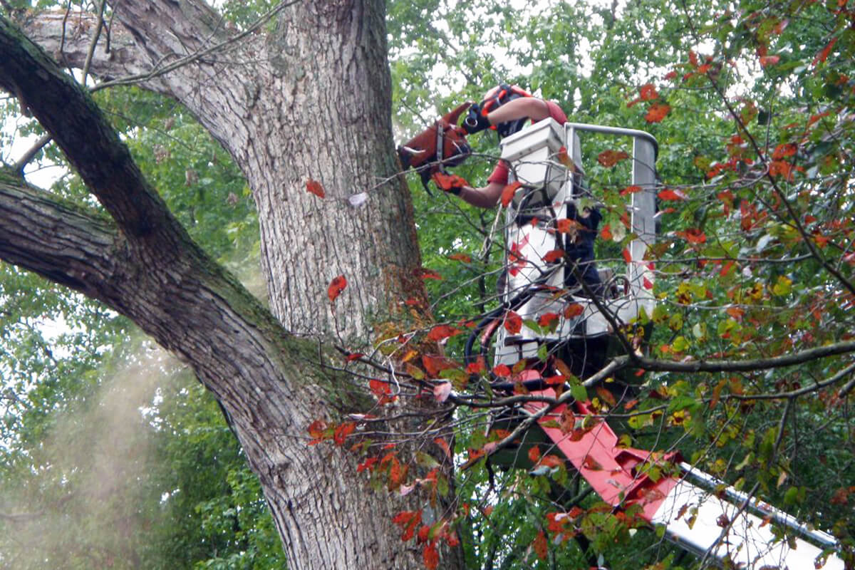 complete tree care cutting tree 